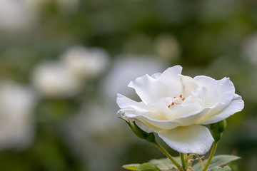 White Rose Flower at Narashino City, Chiba Prefecture, Japan