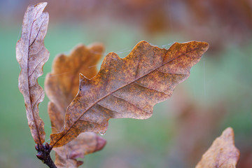 Autumn beauty. Colorful and withered oak leaves, dew drops and cobwebs.