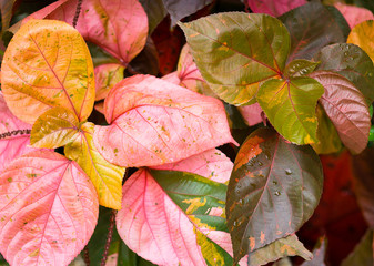 red, yellow ang green colorful leaves pattern. Nature, environment concept. Text space