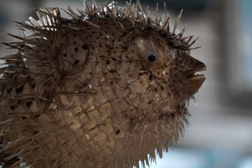 puffer fish for sale in a shop © Andrea Izzotti