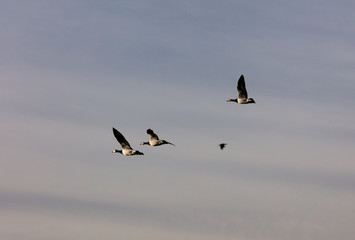 Barnacle geese flying