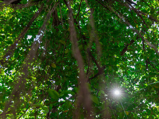 The tree is blurred, the sun shines through.