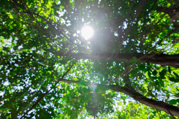 The tree is blurred, the sun shines through.