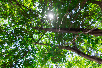 Fototapeta na wymiar The tree is blurred, the sun shines through.