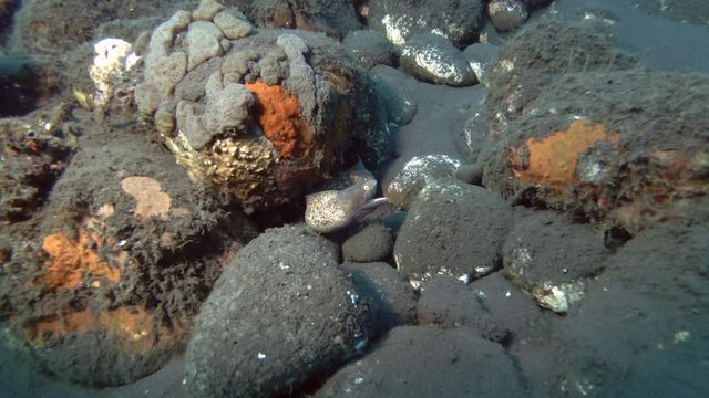 Moray Eel looks out from under stone on the seabed. Greyface Moray - Gymnothorax thyrsoideus, Bali, Oceania, Indonesia 
