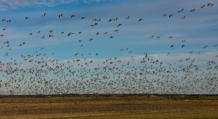 Flock of Bram Geese take of from wetland field in Denmark