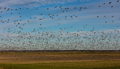 Bram Geese take of from field in wetlands