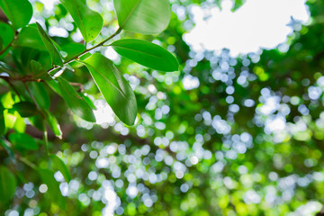 The tree is blurred, the sun shines through.