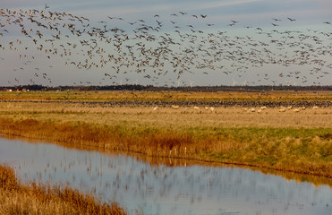 Barnacle geese landing on marsh field