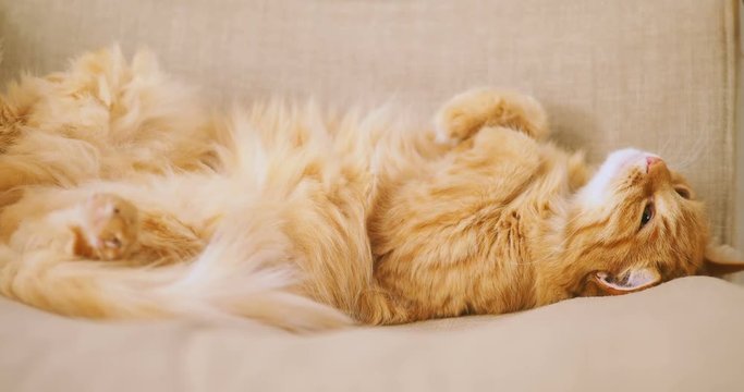 Cute ginger cat sleeping on beige chair. Fluffy pet dozing belly up. Cozy home.