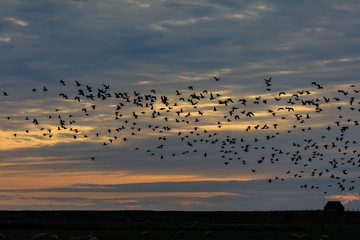 Fototapeta na wymiar Bram geese overflying Ballum Sluse at the Wadden Sea