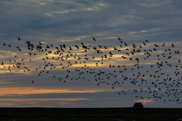Bram geese flying over Ballum Sluse at the Wadden Sea