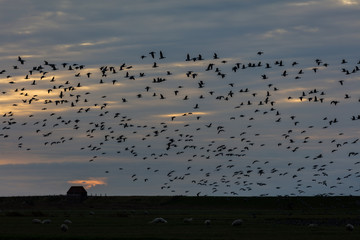 Barnacle geese flying over Højer Sluse in Sønderjylland, Denmark