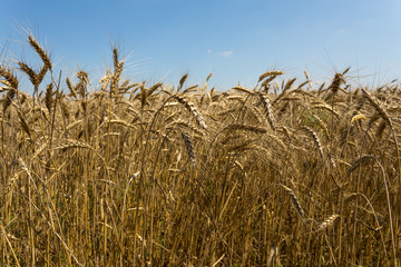 Summer wheat field