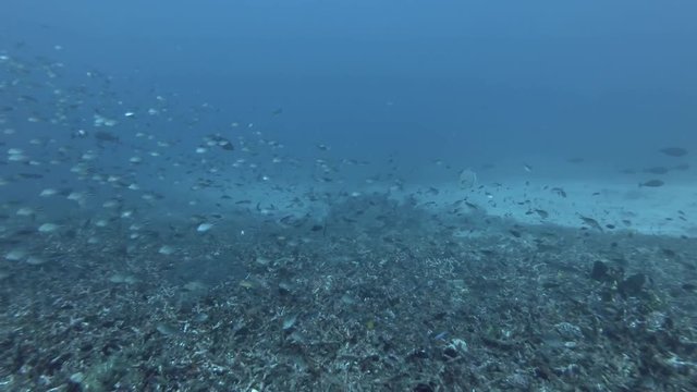 Massive school of Philippines chromis -Chromis scotochiloptera and other different types tropical fish swim over coral reef in the blue water. Bali, Oceania, Indonesia