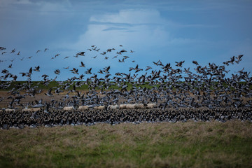 Barnacle geese flock on marsh land