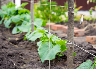 Pegs with a taped trellis in a garden with young cucumbers