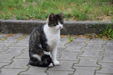 black and white cat sitting on a concrete road
