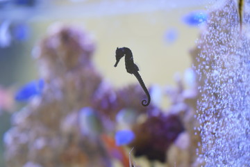 タツノオトシゴ
