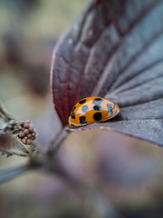 ladybug on a leaf