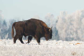 European bison - Bison bonasus in the Knyszyn Forest (Poland)