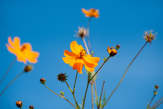 Cosmos bipinnatus, commonly called the garden cosmos or Mexican aster