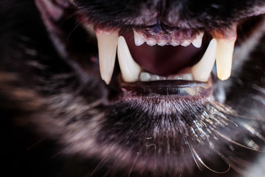 A horizontal black and white shot of the front teeth and fangs of a cat for three years old. Open mouth of a cat