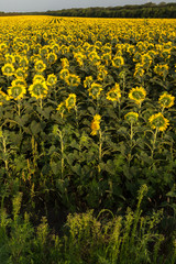Sunflowers field in the evening