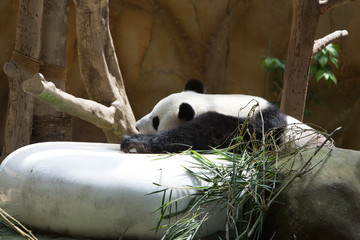 giant panda eating bamboo