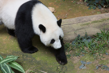 Naklejka premium portrait of giant Panda