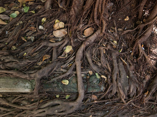 Banyan  is a tree with a branch, with the ground rooted to the ground.