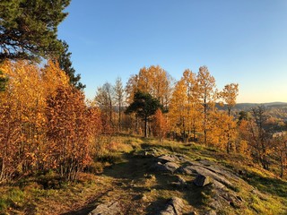 Fototapeta premium 1