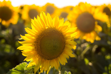 Obraz premium Sunflowers in the field close-up