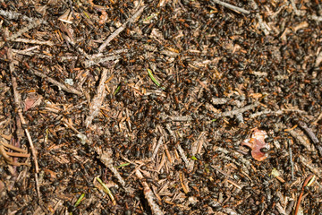 A Colony Of Red Forest Ants (Formica Rufa) In An Anthill. Close Up. Macro.