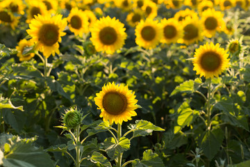 Sunflowers in the field close-up