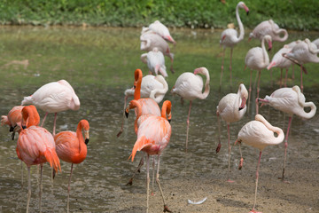 group of pink flamingos