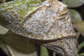 white mold on the leaves of lemon