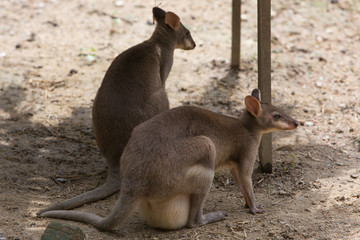 Naklejka na ściany i meble kangaroo resting in the shade