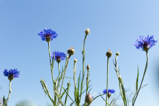 Cornflowers in the field