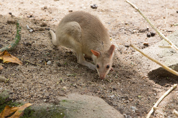 portrait of a kangaroo