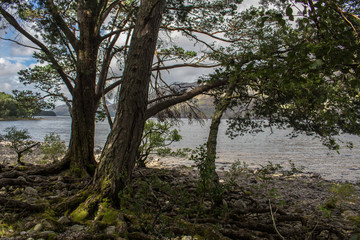 Obraz premium Trees at lakeside, Loch Maree, Scotland