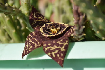 Blossoming orbea