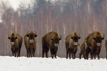 European bison - Bison bonasus in the Knyszyn Forest (Poland)