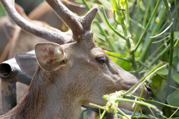 portrait of a deer
