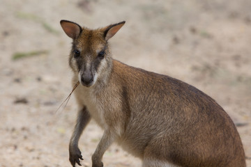 Naklejka na ściany i meble kangaroo eating grass