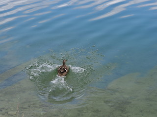 Stockente schwimmend auf See - Mallard swimming on lake