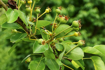 Fruchtansatz der Birne, Pyrus communis
