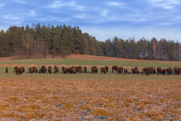 European bison - Bison bonasus in the Knyszyn Forest (Poland)