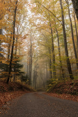 Idylle im Herbstwald mit leichtem Nebel