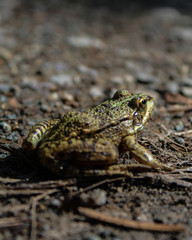 green frog